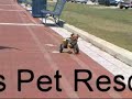 i-goodsearch-for-second-chance-pet-adoptions.html