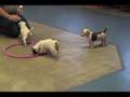 Bulldog Americano video