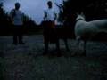 Alano Español video