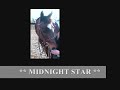8 yrs 9 mths 16.1 hh Dark Bay Thoroughbred - South Yorkshire