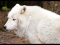 Les loups