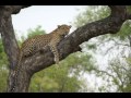 Wildlife Photography
