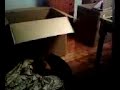 Cat and box.  Recipe for laughter.