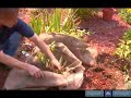 Tips And Techniques On Caring For Black Eyed Susans Tips And Techniques On Caring For Black Eyed Susans