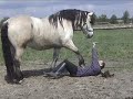 Under heavy draft horse 2