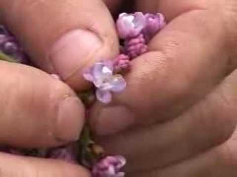 Hulda Klager Lilac Days