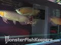 Arowanas by Yo-Zuri - Monsterfishkeepers.com