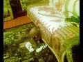 Cainele Meu Shocat