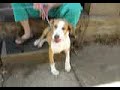 NEW DEEDEE PUPPY VIDEO