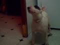 bull terrier kira