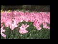 KEUKENHOF GARDENS - PAISES BAJOS
