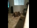 Click here to watch this video Pit humps his bed