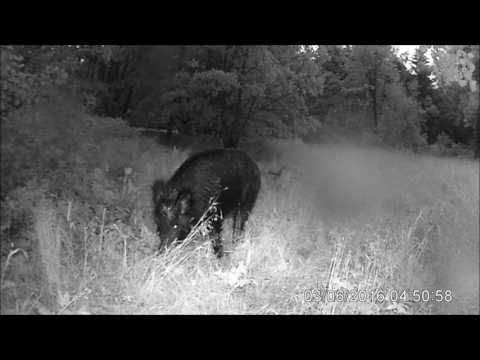 Test Wildkamera Medion