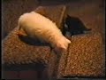 Kittens At Play - Part 2 Kittens At Play - Part 2