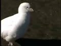 PALOMA ANTARTICA