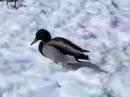 Enten, Winter Ende