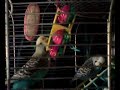 Jůlinka si hrála s novou hračkou v kleci :-)My budgerigar Julinka is playing with bird´s toy:-)
