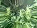 homegrow; van binsberge,kerstens,kamphuijs
