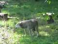 hurlements de loups