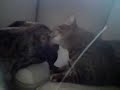 Arcas koser seg med katten Cherry
