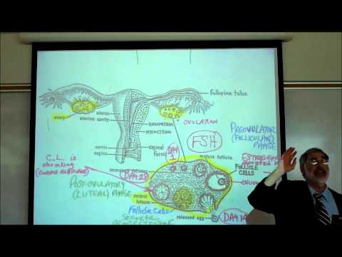 lutenizing hormone - Review of the Menstrual Cycle. The Lecture includes a review of the anatomy of the female reproductive system, ovarian follicles, follicle cells, corpus lute...