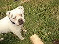 American Bulldog