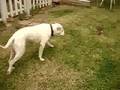 Bulldog Americano video