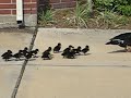 ducks! ducks!
