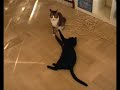 GATTI DA COMBATTIMENTO??
