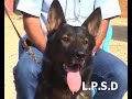 3 dogs attack at the smae time DVASH.TK ??? 3 dogs attack at the smae time DVASH.TK ???