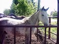 Horse of Vucijak Horse of Vucijak