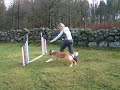 Ogin practise agility 8 months