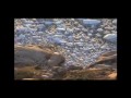 Greenland melting icecaps