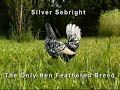chicken, Silver Sebright Hen