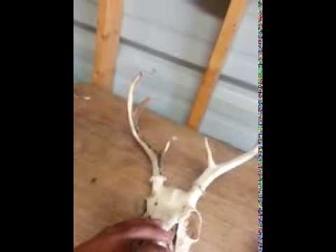 how to whiten skulls