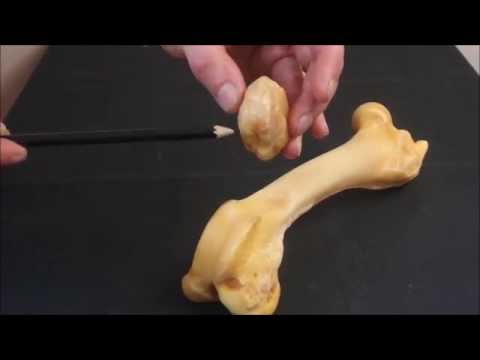 Бедренная кость и коленная чашка свиньи