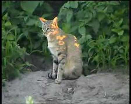 African Wild Cat and Guinea-fowl