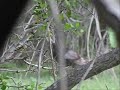 Spring Turkey 2008