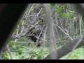 Ver Video