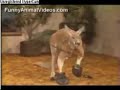 Punch-Out!! Kangaroo - Glass Joey Vs. Mr. Fosset Punch-Out!! Kangaroo - Glass Joey Vs. Mr. Fosset
