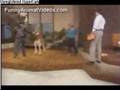 Punch-Out!! Kangaroo - Glass Joey Vs. Mr. Fosset