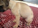 Deno my chug