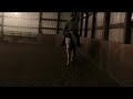 3 yr old Overo Gelding - For sale-SOLD