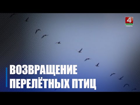 Предвестником весны стал жаворонок. На родные просторы Припяти вернулись перелетные птицы видео