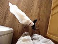 RAT TERRIER DOG TREATS 2 RAT TERRIER DOG TREATS 2