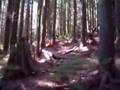 Kiwis at Mt seymor