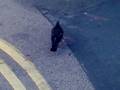 videos de The Dancing Pidgeon.mp4