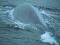 The Blue Whale