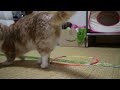 話題の猫ホイホイ、猫転送装置を試してみました~Munchkin tested CatCircles 猫転送装置