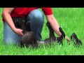 Domino Dackel - Mischling sucht ein neues Zuhause